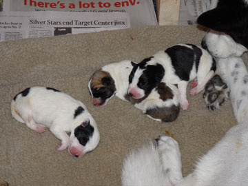 Canaan Pups 1 Day Old